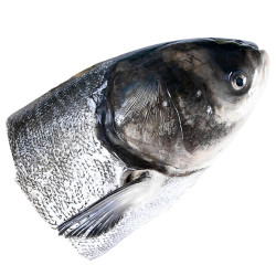 千岛鱼先生千岛湖鱼头鳙鱼头胖头鱼