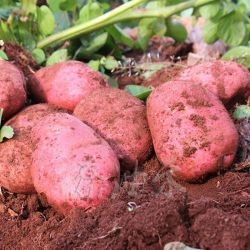 秦油禾云南土豆新鲜马铃薯红皮土豆黄心农家大洋芋2500g