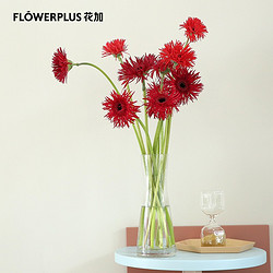 FlowerPlus 花加 酒红色毛边弗朗 10支