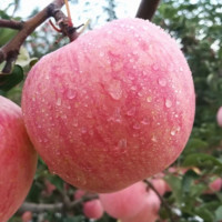 佑嘉木 栖霞红富士苹果 80-85果径 5斤