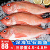 渔哥戏鱼深海红石斑鱼 富贵鱼冰岛冷冻大眼鱼石斑鱼长寿鱼  袋装三条4.5-4.8斤 红石斑