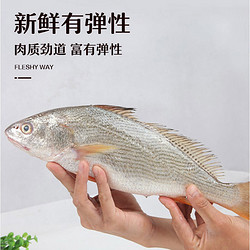 深海大黄鱼 大海鱼 500g/条