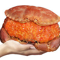 首鲜道 螃蟹原装超大面包蟹 600-800g