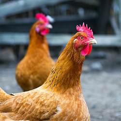 黄河畔 农家散养土鸡三黄鸡走地鸡笨鸡 鸡肉生鲜 750g/只*2只