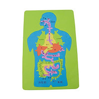 神孩子  DIY人体器官消化系统拼图 人体器官消化系统颜色随机