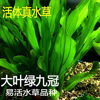 DAODANGUI 捣蛋鬼 鱼缸懒人水草植物活体淡水有茎草缸造景水族箱中后景水草套餐