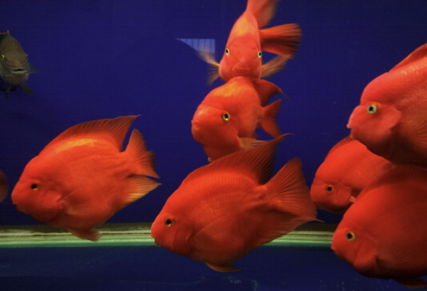 贝冠奇红鹦鹉鱼大型发财风水鱼89cm10条含2条赠送