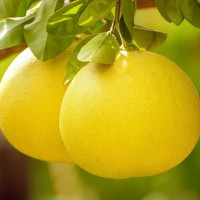 周三购食惠：享味观 广西南宁红心蜜柚 9斤