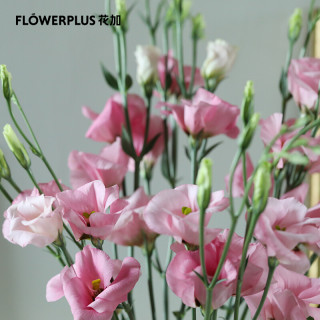 FlowerPlus花加优选洋桔梗水养鲜切花瓶插花桌面装饰清新礼物速递 预售 洋桔梗1把(约2-4枝),颜色随机 6. 26起陆续发货
