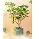 PLUS会员：REFLOWER 花点时间 桂花树盆栽 自吸水盆款