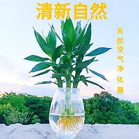 莱杉 水培观音竹盆栽 竹子3颗+玻璃瓶1个+营养液
