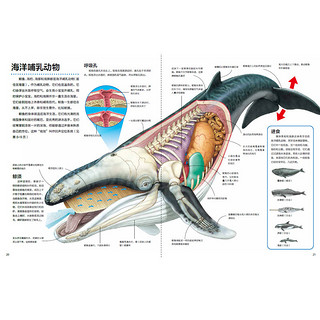 《万物运转的秘密·动物》