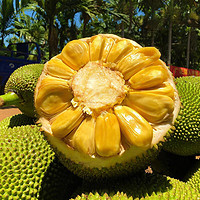 PLUS会员：鲜指南  菠萝蜜  25-30斤单个装