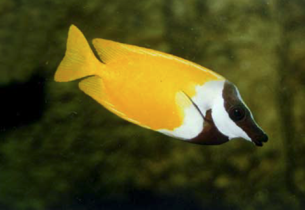 狐篮子鱼介绍_解释_什么意思-什么值得买