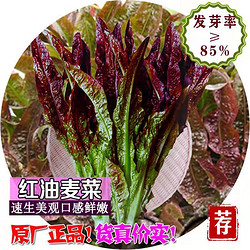 原装四季甜脆红油麦菜种子清香无斑油麦菜籽阳台盆栽易播种蔬菜籽