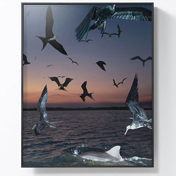 PICA Photo 拾相記 Benoit Paillé 作品《海鳥與海豚》33×30cm 收藏級影像工藝 無酸裝裱 限量50版