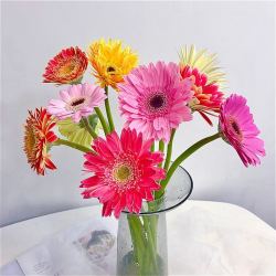 远方的花鲜花应季花材云南直发混色非洲菊10枝