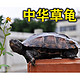 ：小乌龟 草龟苗2-3CM情侣一对+20克龟粮