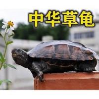 小草龟苗2-3CM情侣一对+20克龟粮