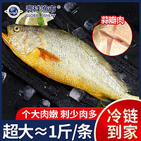 寰球渔市 东海新鲜大黄鱼活冻黄花鱼冷冻生鲜海鲜水产450g/条