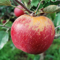 大凉山盐源冰糖心丑苹果 带箱9-10斤 小果28-36枚