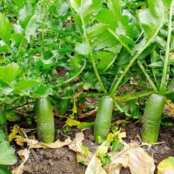 其他品牌蔬菜_新鲜水果萝卜青皮潍坊县生吃脆甜沙窝罗卜正宗当季蔬菜