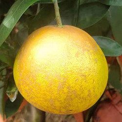 舌香夫人 爆汁黄金葡萄柚    净重4.5-5斤