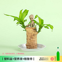 菜友 巴西木迷你室内盆栽格鲁特绿植 巴西木5-6cm+塑料盆+营养液+格鲁特 含盆