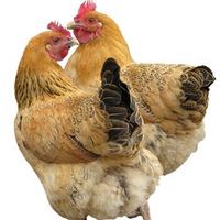 淘穗 2年土鸡老母鸡 整鸡肉 农家草鸡 杀前约3斤/只