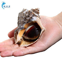 鲜多邦 鲜活大个海螺5-6个/500g 3斤 贝类海鲜水产 生鲜刺身火锅食材 生鲜海鲜水产