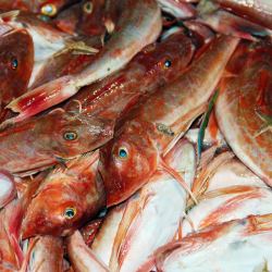 [4-5条/斤]新鲜大红头鱼红娘子鱼4斤 海捕红绣鞋鱼红鱼海鲜生鲜