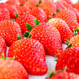 PLUS会员：fangsheng 方盛 丹东99红颜奶油草莓 3斤大果 京东空运