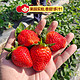 PLUS会员：KANGJUYUAN  康橘源 红颜牛奶草莓  大果15g以上  5斤