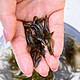  鱼多趣 黑壳虾 鱼缸水草缸杂质清洁除藻工具淡水观赏虾大和藻虾 活体饲料 100只送100只　