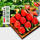 PLUS会员：享味观 四川大凉山红颜草莓  含箱3斤装 中小果8-12g
