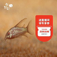 鱼官儿 白鼠鱼2条送1条抵损 工具鱼除藻清洁鱼缸 热带老鼠鱼