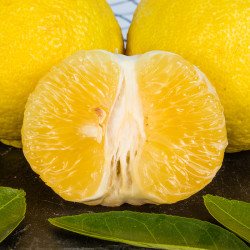 绿鲜森柚子湖南怀化黄金纯甜贡柚五斤小果纯甜无酸65mm起