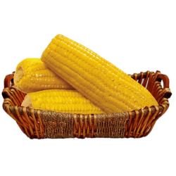 goodfarmer佳农非转基因甜玉米棒10根装单根220g巨大根即食型水果玉米