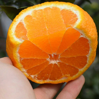 飞犇 丑橘 2kg