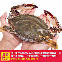 鲜掌门 东海梭子蟹 鲜活速冻海捕大螃蟹 约1.3kg 整蟹7-8只 单只150-200g