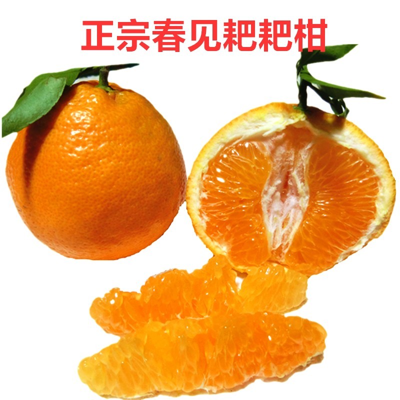春见耙耙柑什么时候最好吃(春见耙耙柑上市时间)