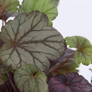 HONGYUE 虹越 花园变色植物 矾根盆栽苗