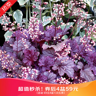 HONGYUE 虹越 花园变色植物 矾根盆栽苗