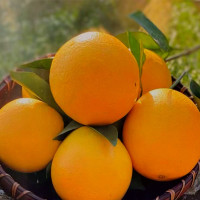 京东 生鲜年度美味盘点