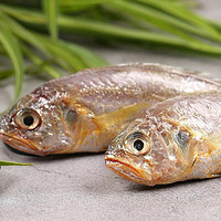 XIANPENG 鲜朋 舟山小黄鱼5斤装 每斤10-12条 新鲜冷冻 当季海鲜水产