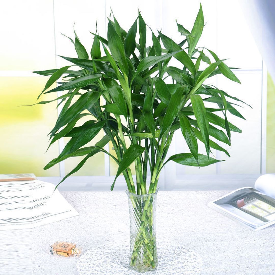 这种植物让家里充满富贵气息