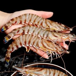 东半山 舟山海鲜九节虾基围虾大虾鲜活速冻