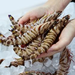 东半山舟山海鲜九节虾基围虾大虾鲜活速冻