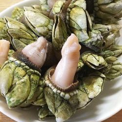 鲜活佛手螺藤壶螺新鲜海瓜子狗爪螺海螺肉网红海鲜大咖水产500g