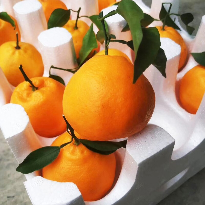 好乐果 四川春见耙耙柑大果 8斤【有泡沫托,单果60起】